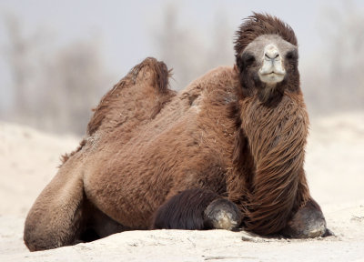 CAMELIDAE - BACTRIAN CAMEL - LOP NUR WILD BACTRIAN CAMEL RESERVE - XINJIANG CHINA (47).JPG