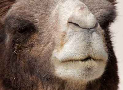 CAMELIDAE - BACTRIAN CAMEL - LOP NUR WILD BACTRIAN CAMEL RESERVE - XINJIANG CHINA (63).JPG