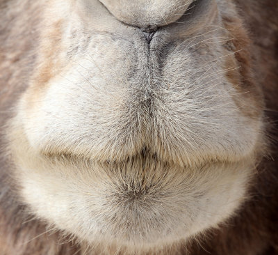 CAMELIDAE - BACTRIAN CAMEL - LOP NUR WILD BACTRIAN CAMEL RESERVE - XINJIANG CHINA (64).JPG