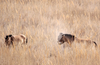 EQUID - HORSE - PRZEWALSKI'S HORSE - DUNHUANG XIFU NATIONAL NATURE RESERVE - GANSU CHINA (32).JPG