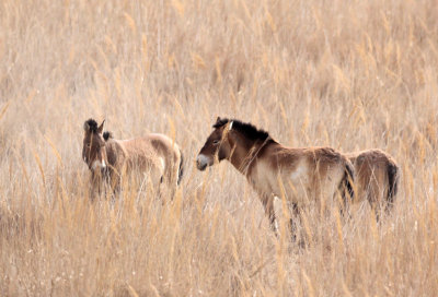 EQUID - HORSE - PRZEWALSKI'S HORSE - DUNHUANG XIFU NATIONAL NATURE RESERVE - GANSU CHINA (42).JPG