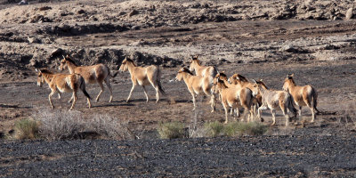 EQUID - KULAN - MONGOLIAN WILD ASS - KARAMORI NATIONAL NATURE RESERVE - XINJIANG CHINA (75).JPG