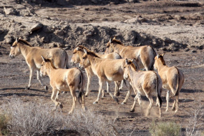 EQUID - KULAN - MONGOLIAN WILD ASS - KARAMORI NATIONAL NATURE RESERVE XINJIANG CHINA (114).JPG