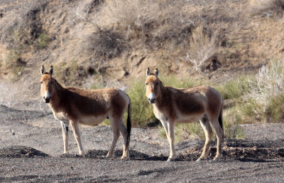 EQUID - KULAN - MONGOLIAN WILD ASS - KARAMORI NATIONAL NATURE RESERVE XINJIANG CHINA (71).JPG