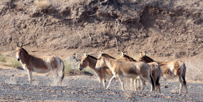 EQUID - KULAN - MONGOLIAN WILD ASS - KARAMORI NATIONAL NATURE RESERVE XINJIANG CHINA (84).JPG