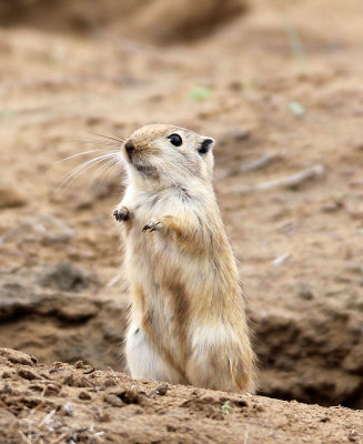 RODENT - GERBIL - GREAT GERBIL - WUTONG GOU DESERT ATTRACTION XINJIANG CHINA (10).JPG