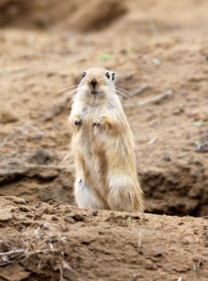 RODENT - GERBIL - GREAT GERBIL - WUTONG GOU DESERT ATTRACTION XINJIANG CHINA (8).JPG