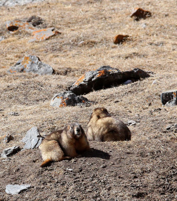 RODENT - MARMOT - GRAY (ALTAY) MARMOT - TIANSHAN MOUNTAINS XINJIANG CHINA (4).JPG