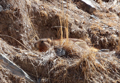 RODENT - MARMOT - Gray (Altay) Marmot (Marmota baibacina) - TIANSHAN MOUNTAINS XINJIANG CHINA   (12).JPG