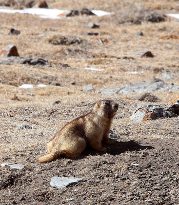 RODENT - MARMOT - Gray (Altay) Marmot (Marmota baibacina) - TIANSHAN MOUNTAINS XINJIANG CHINA   (22).JPG