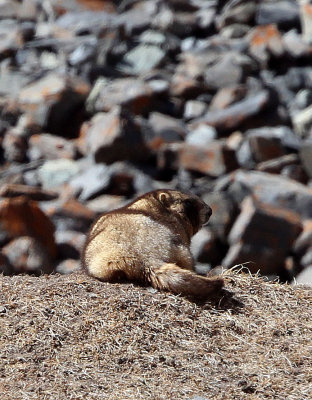 RODENT - MARMOT - Gray (Altay) Marmot (Marmota baibacina) - TIANSHAN MOUNTAINS XINJIANG CHINA   (37).JPG