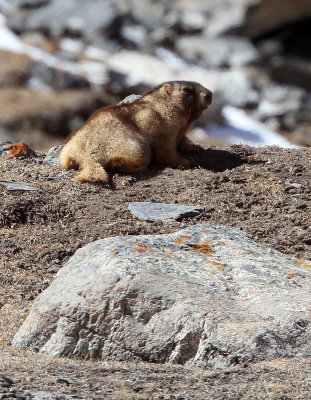RODENT - MARMOT - Gray (Altay) Marmot (Marmota baibacina) - TIANSHAN MOUNTAINS XINJIANG CHINA   (44).JPG