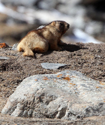 RODENT - MARMOT - Gray (Altay) Marmot (Marmota baibacina) - TIANSHAN MOUNTAINS XINJIANG CHINA   (46).JPG