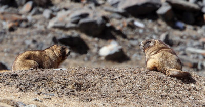 RODENT - MARMOT - Gray (Altay) Marmot (Marmota baibacina) - TIANSHAN MOUNTAINS XINJIANG CHINA   (49).JPG
