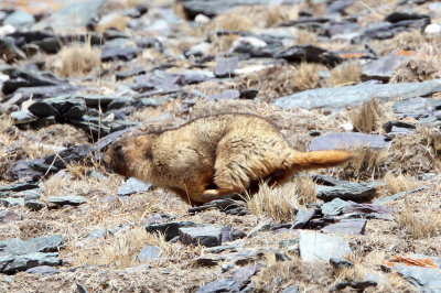 RODENT - MARMOT - Gray (Altay) Marmot (Marmota baibacina) - TIANSHAN MOUNTAINS XINJIANG CHINA   (64).JPG