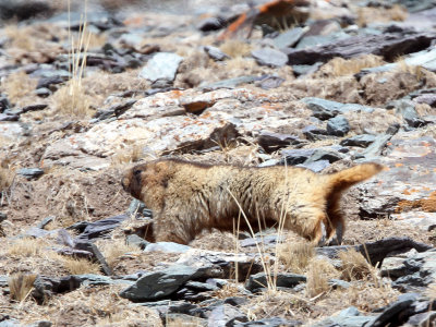 RODENT - MARMOT - Gray (Altay) Marmot (Marmota baibacina) - TIANSHAN MOUNTAINS XINJIANG CHINA   (66).JPG
