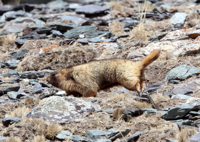 RODENT - MARMOT - Gray (Altay) Marmot (Marmota baibacina) - TIANSHAN MOUNTAINS XINJIANG CHINA   (68).JPG