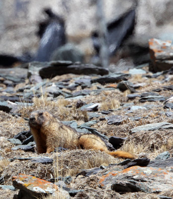 RODENT - MARMOT - Gray (Altay) Marmot (Marmota baibacina) - TIANSHAN MOUNTAINS XINJIANG CHINA   (75).JPG