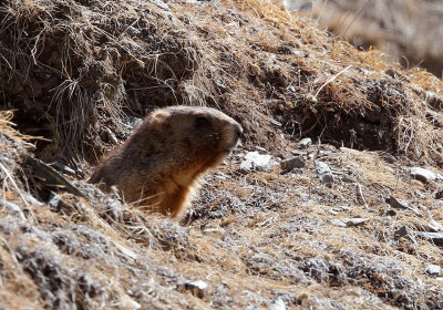 RODENT - MARMOT - Gray (Altay) Marmot (Marmota baibacina) - TIANSHAN MOUNTAINS XINJIANG CHINA   (8).JPG