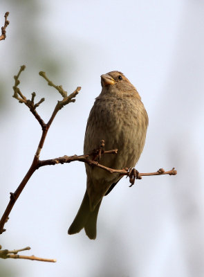 BIRD - SPARROW - SPANISH SPARROW - TURPAN XINJIANG CHINA (21).JPG