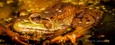 Green / Bronze Frog (Rana clamitans)