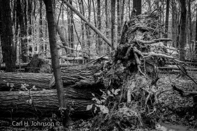 uprooted