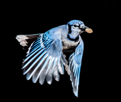 Blue Jay (Cyanocitta cristata) carrying a piece of dry dog food
