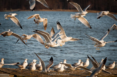 seagulls
