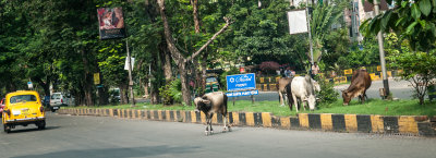  Hindus consider cows as holy and they are allowed to freely roam the city.