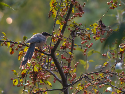 Azure-winged Magpie / Blauwe ekster / Cyanopica cyanus