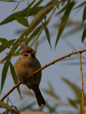 Eurasian Tree Sparrow / Ringmus / Passer montanus