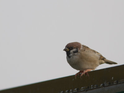 Eurasian Tree Sparrow / Ringmus / Passer montanus