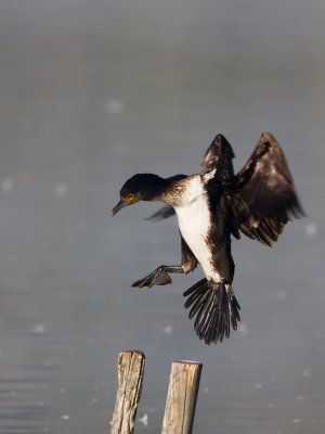 Aalscholver / Great Cormorant / Phalacrocorax carbo 
