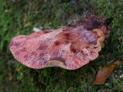 Fistulina hepatica / Biefstukzwam / Ox tongue