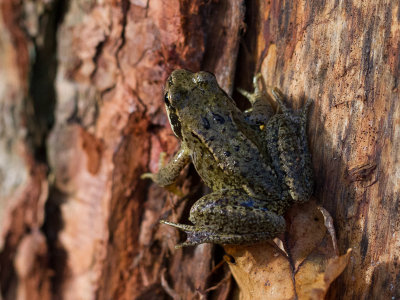 Bruine kikker / Common frog / Rana temporaria