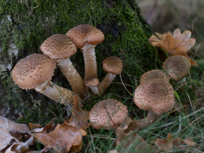 Armillaria ostoyae / Sombere Honingzwam / Dark Honey Fungus