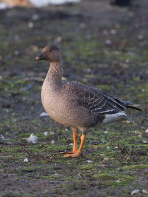 Toendrarietgans / Tundra Bean-Goose / Anser serrirostris