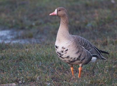 Kolgans / Greater White-fronted Goose / Anser albifrons