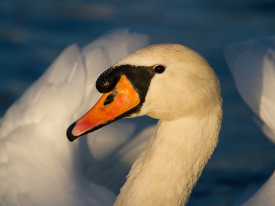 Knobbelzwaan / Mute Swan / Cygnus olor 