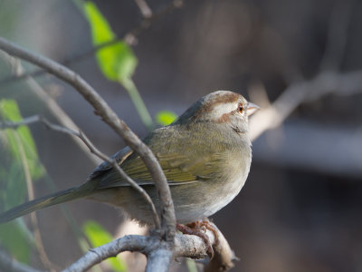Olive Sparrow / Olijfgors / Arremonops rufivirgatus