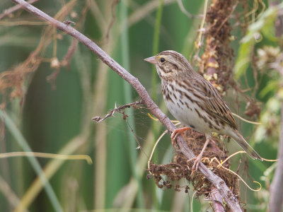 Savannah Sparrow / Savannah Gors / Passerculus sandwichensis 