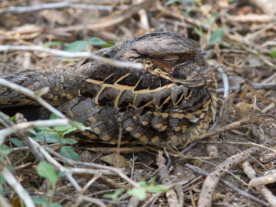 Pauraque / Pauraque / Nyctidromus albicollis  
