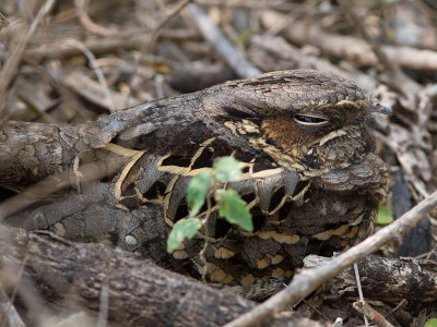 Pauraque / Pauraque / Nyctidromus albicollis  