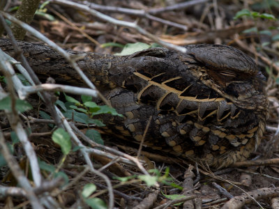 Pauraque / Pauraque / Nyctidromus albicollis  
