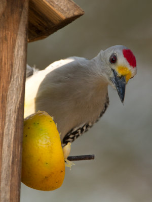 Golden-fronted Woodpecker / Goudvoorhoofdspecht / Melanerpes aurifrons  