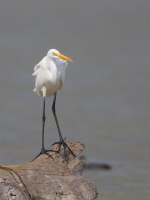 Great Egret / Grote zilverreiger / Ardea alba 