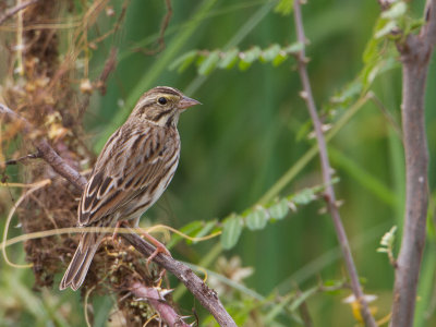 Savannah Sparrow / Savannah Gors / Passerculus sandwichensis 