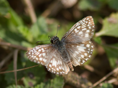Tropical Checkered-Skipper / Pyrgus oileus