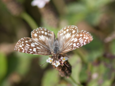 Tropical Checkered-Skipper / Pyrgus oileus