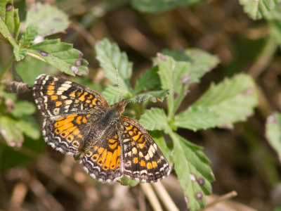 Phaon Crescent / Phyciodes phaon